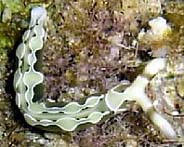 Photo: B. & S. Koretz; see this sp. in Sea Slug Forum